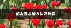 郁金香水培的种植方法和时间 郁金香水培方法及流程，水培怎么养