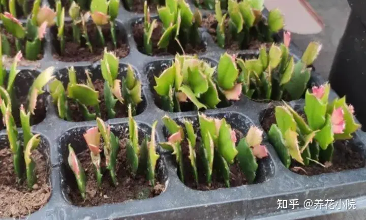 6种好养的花,掐根枝条插土里就活,轻松养爆盆,6种好养的花,掐根枝条插土里就活,轻松养爆盆