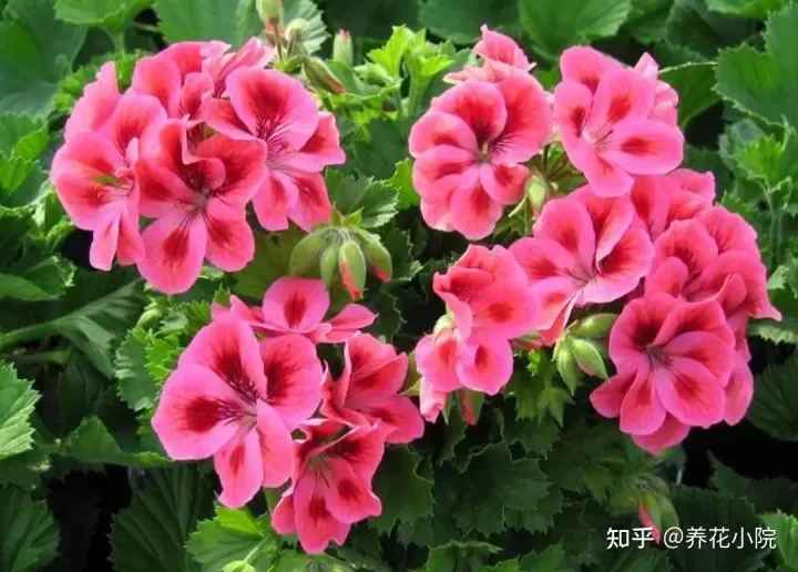 6种好养的花,掐根枝条插土里就活,轻松养爆盆,6种好养的花,掐根枝条插土里就活,轻松养爆盆