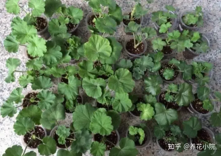 6种好养的花,掐根枝条插土里就活,轻松养爆盆,6种好养的花,掐根枝条插土里就活,轻松养爆盆