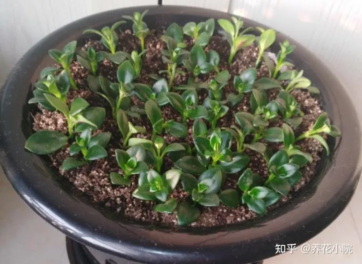6种好养的花,掐根枝条插土里就活,轻松养爆盆,6种好养的花,掐根枝条插土里就活,轻松养爆盆