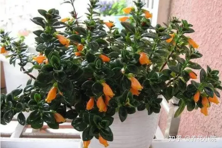 6种好养的花,掐根枝条插土里就活,轻松养爆盆,6种好养的花,掐根枝条插土里就活,轻松养爆盆