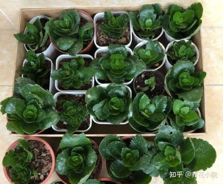 6种好养的花,掐根枝条插土里就活,轻松养爆盆,6种好养的花,掐根枝条插土里就活,轻松养爆盆