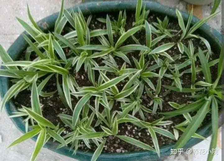 6种好养的花,掐根枝条插土里就活,轻松养爆盆,6种好养的花,掐根枝条插土里就活,轻松养爆盆