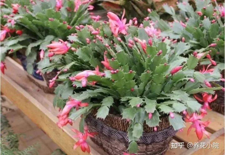 6种好养的花,掐根枝条插土里就活,轻松养爆盆,6种好养的花,掐根枝条插土里就活,轻松养爆盆