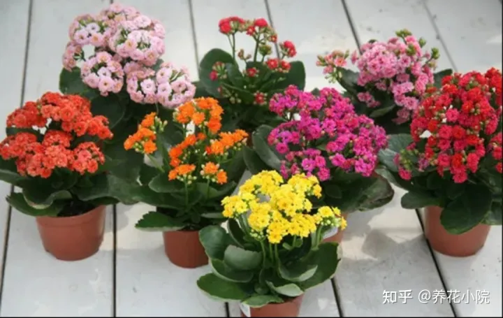 6种好养的花,掐根枝条插土里就活,轻松养爆盆,6种好养的花,掐根枝条插土里就活,轻松养爆盆