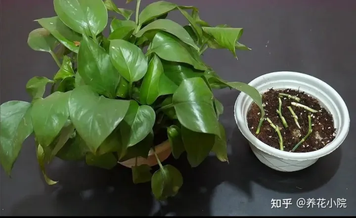 6种好养的花,掐根枝条插土里就活,轻松养爆盆,6种好养的花,掐根枝条插土里就活,轻松养爆盆