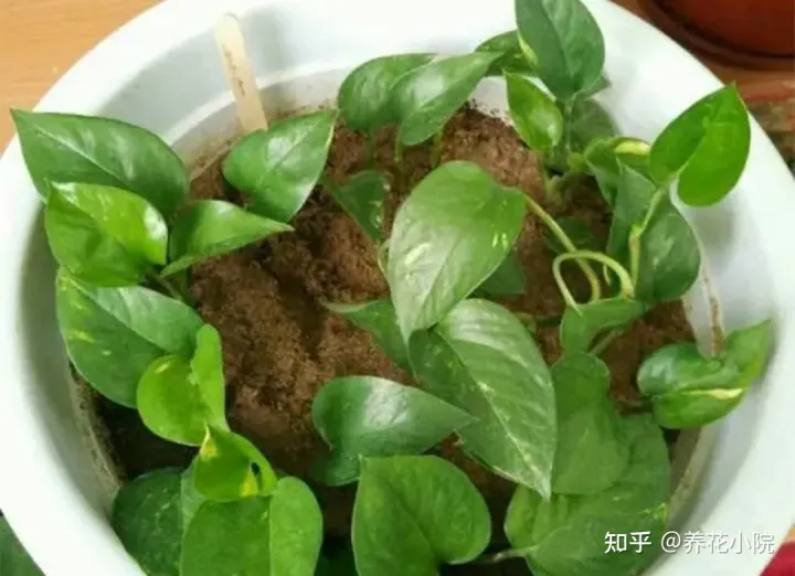 6种好养的花,掐根枝条插土里就活,轻松养爆盆,6种好养的花,掐根枝条插土里就活,轻松养爆盆