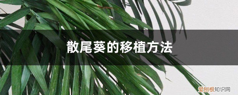 散尾葵怎样移植 散尾葵的移植方法