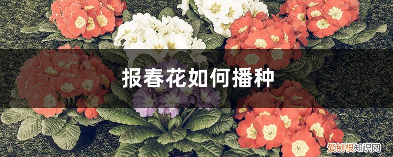 报春花播种到开花多少天 报春花如何播种