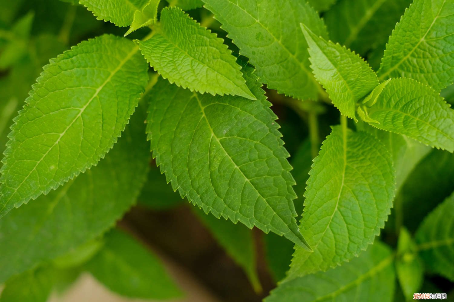 绣球花的养殖方法冬季 绣球花的养殖方法