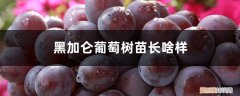 黑加仑葡萄种植条件 黑加仑葡萄树苗长啥样，栽培技术
