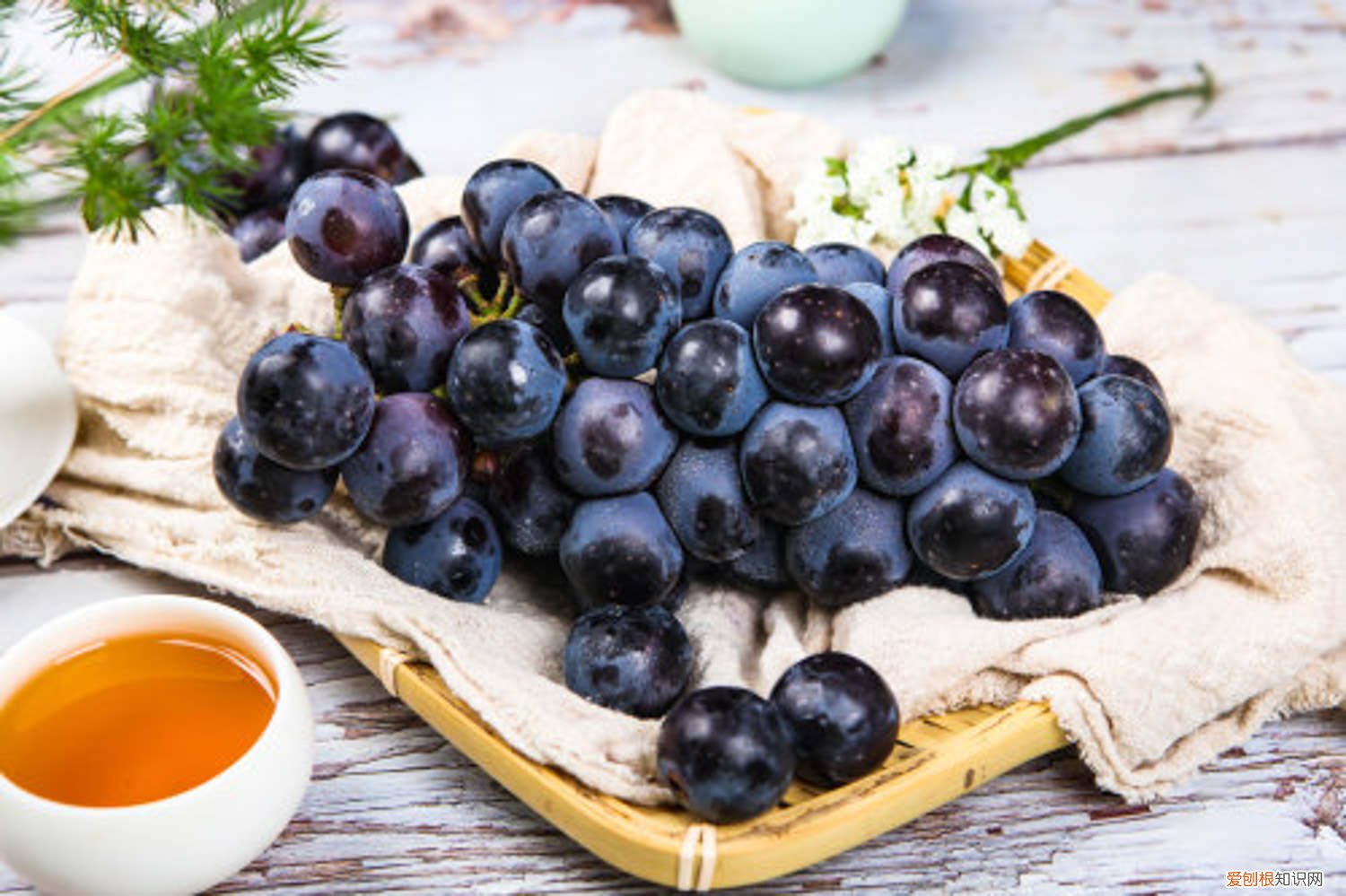 黑加仑葡萄种植条件 黑加仑葡萄树苗长啥样，栽培技术