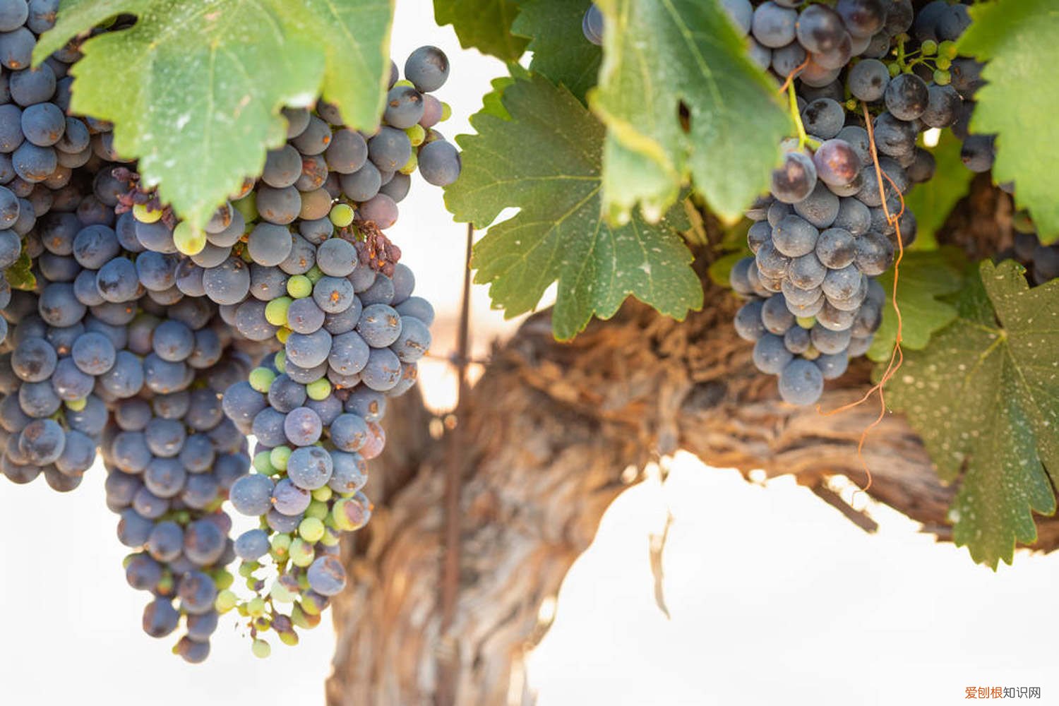 黑加仑葡萄种植条件 黑加仑葡萄树苗长啥样，栽培技术