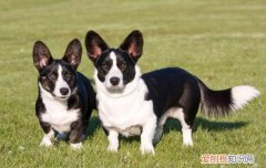 狗爱打架怎么纠正 狗狗打架纠正方法