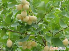 白果的功效和作用哪些人不宜食用白果