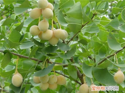 白果的功效和作用哪些人不宜食用白果