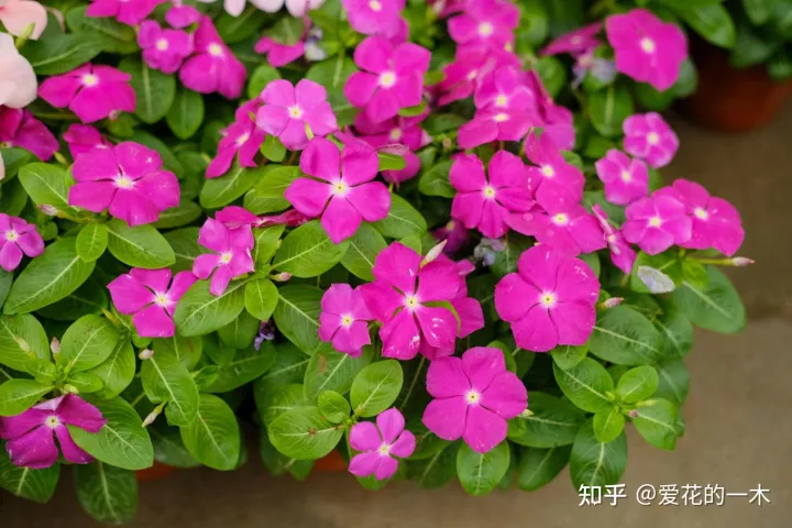 什么花怕阳光晒，5种“好养花”，风吹雨淋都不怕，太阳越晒越开花，新手都能养