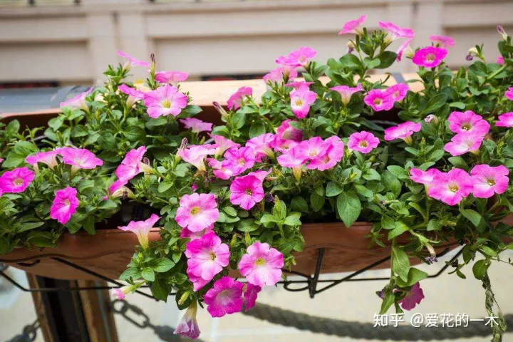 什么花怕阳光晒，5种“好养花”，风吹雨淋都不怕，太阳越晒越开花，新手都能养