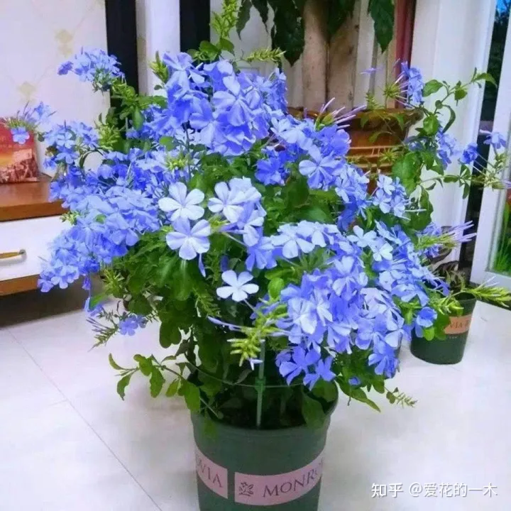 什么花怕阳光晒，5种“好养花”，风吹雨淋都不怕，太阳越晒越开花，新手都能养