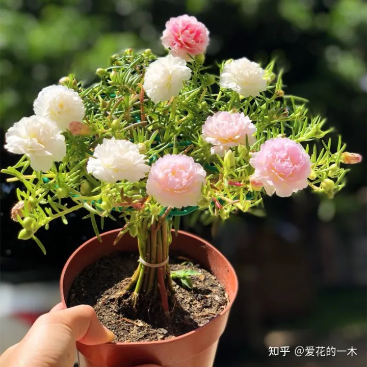 什么花怕阳光晒，5种“好养花”，风吹雨淋都不怕，太阳越晒越开花，新手都能养