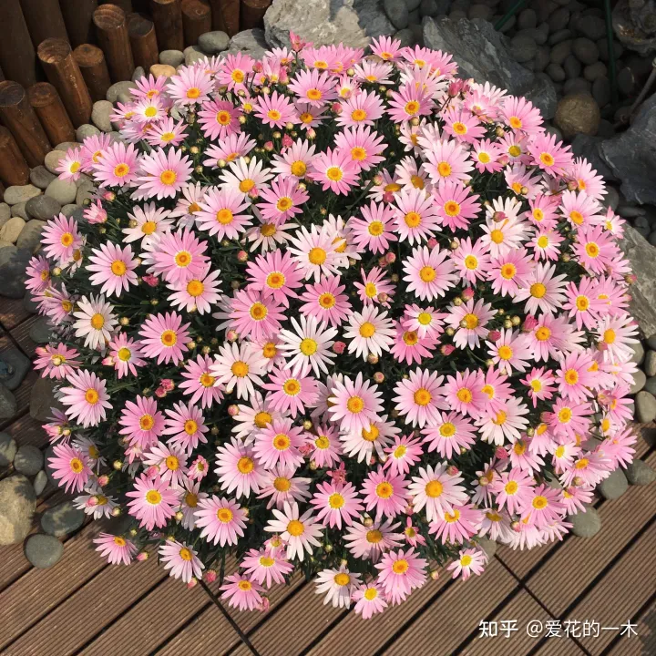 什么花怕阳光晒，5种“好养花”，风吹雨淋都不怕，太阳越晒越开花，新手都能养