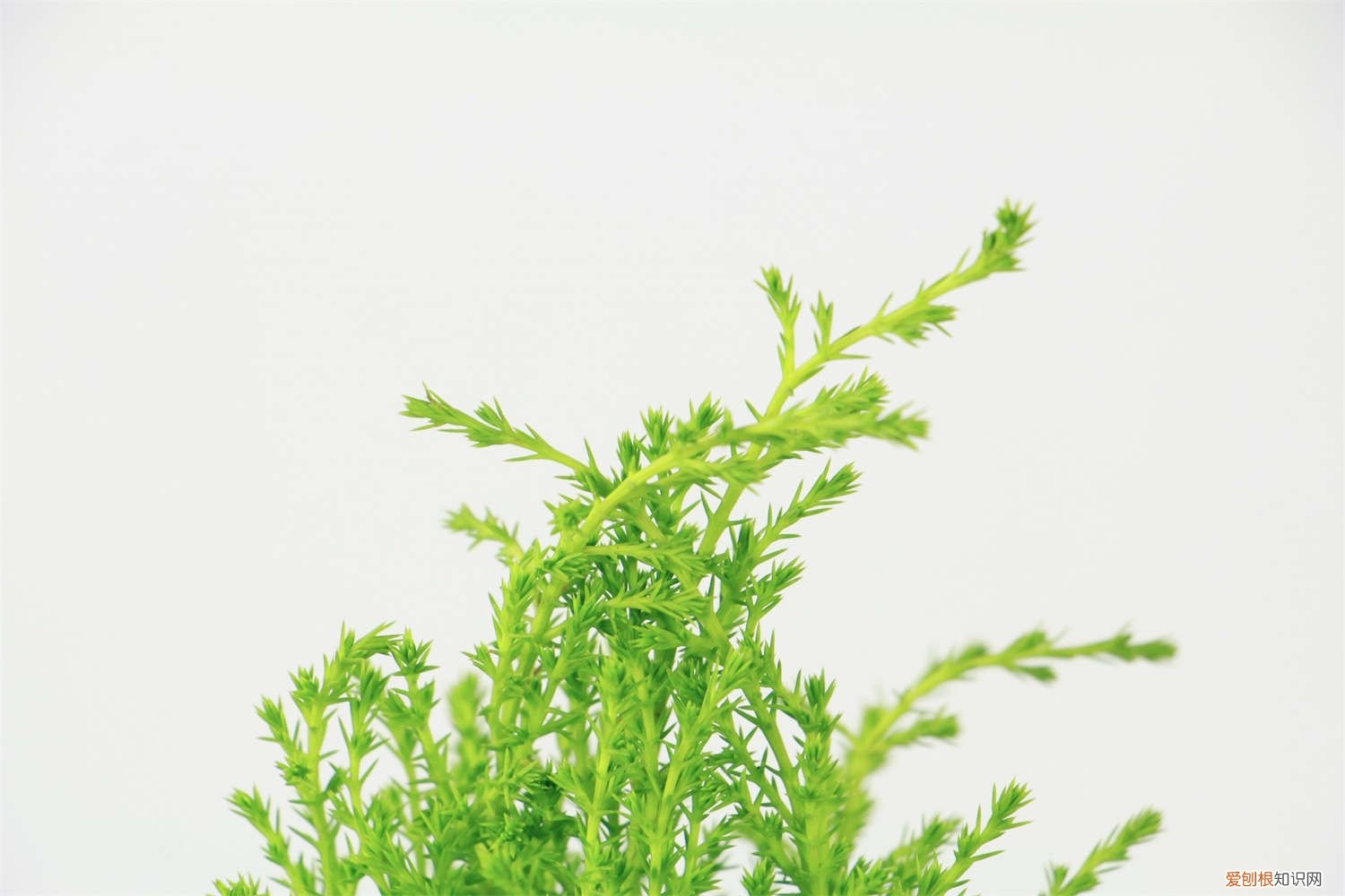 香松怎么繁殖呢 香松植物怎么繁殖，怎样扦插