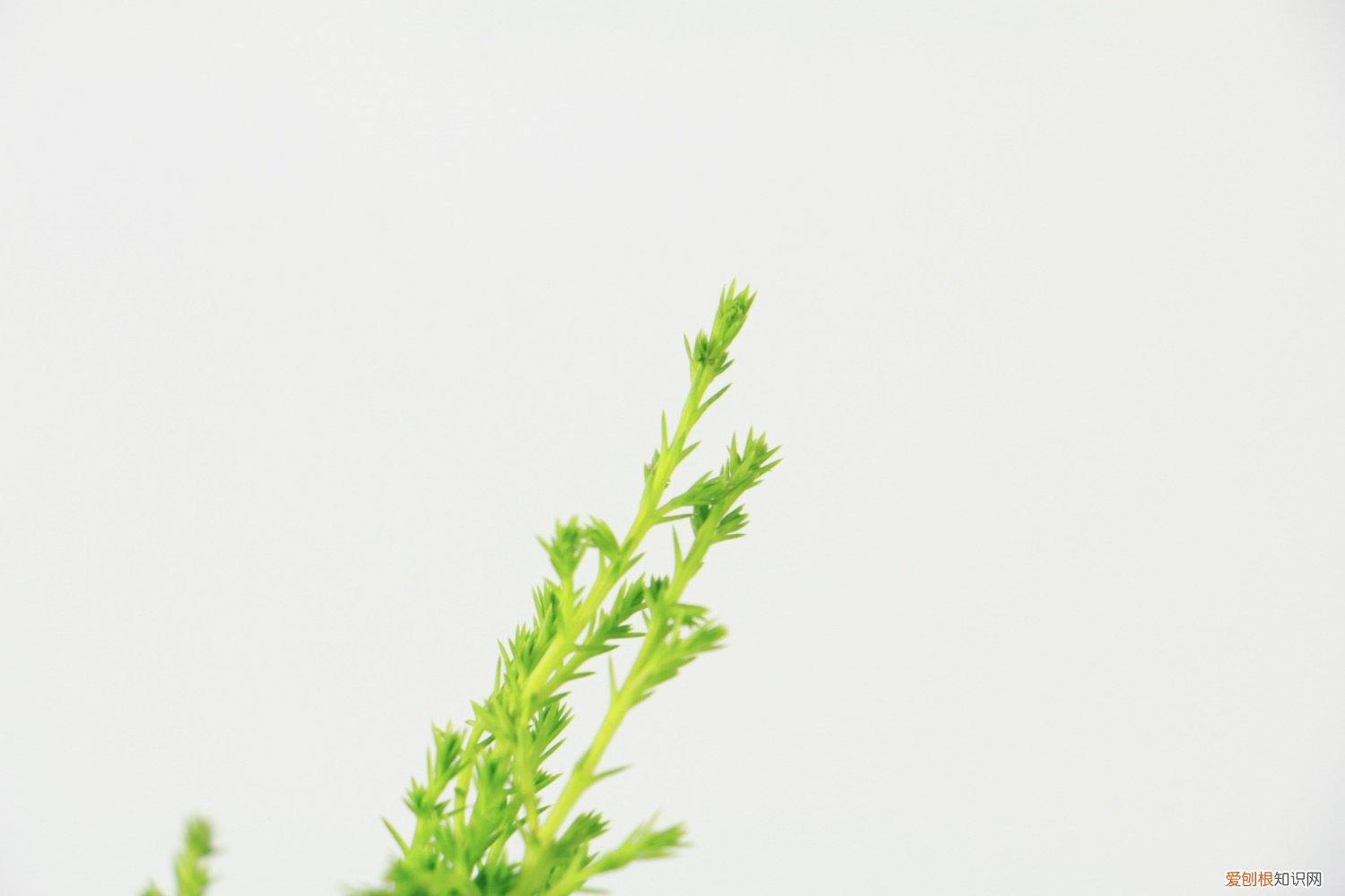 香松怎么繁殖呢 香松植物怎么繁殖，怎样扦插