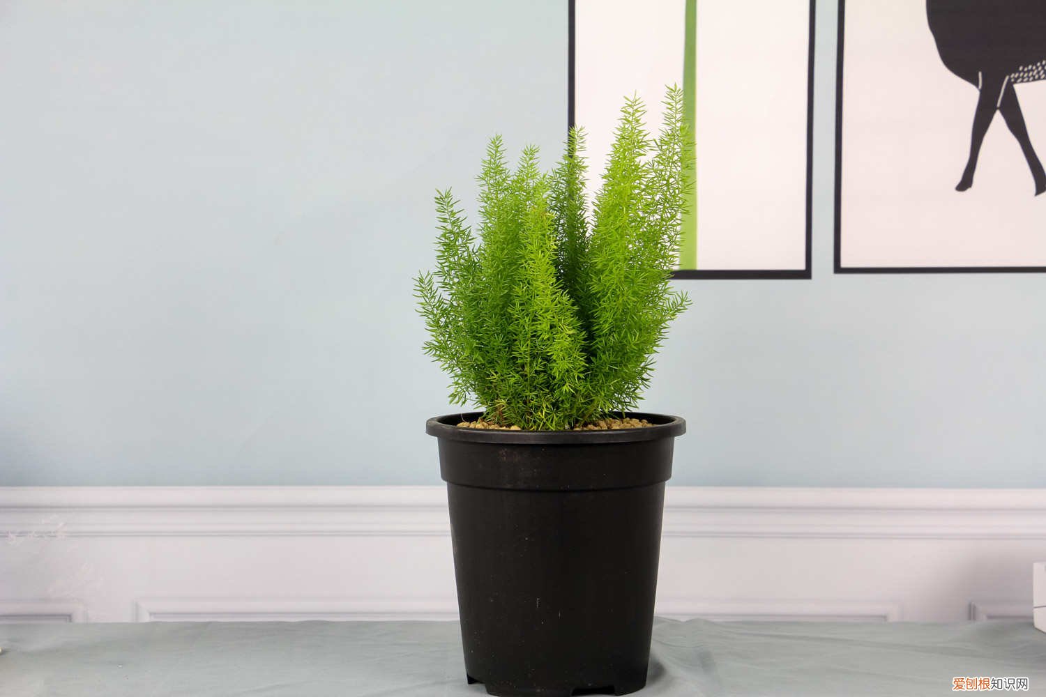 狐尾天门冬应该用多大的盆 狐尾天门冬怎么养，养护知识