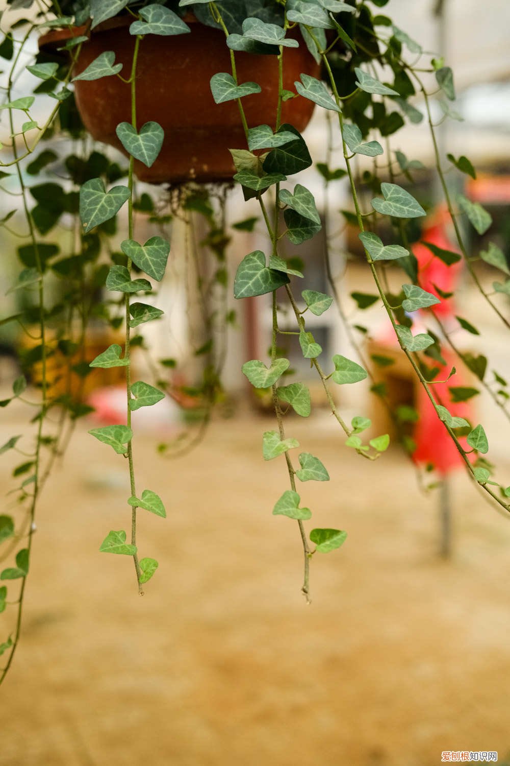 常春藤怎样修剪叶子 常春藤怎样修剪