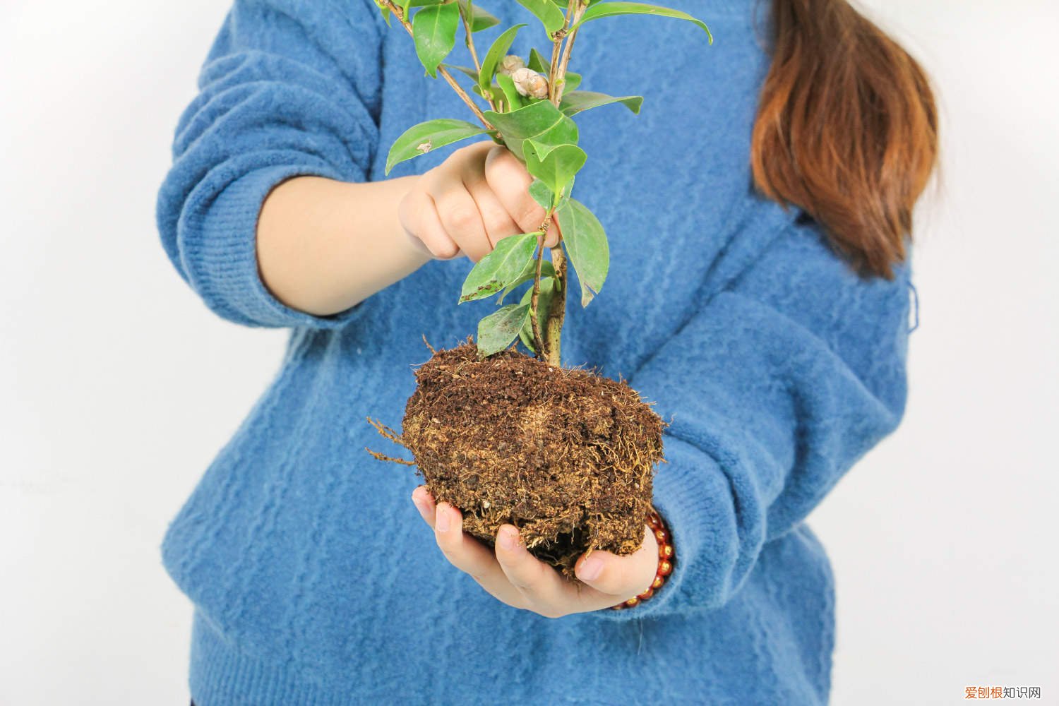 茶花扦插生根最快方法视频 茶花扦插生根最快方法