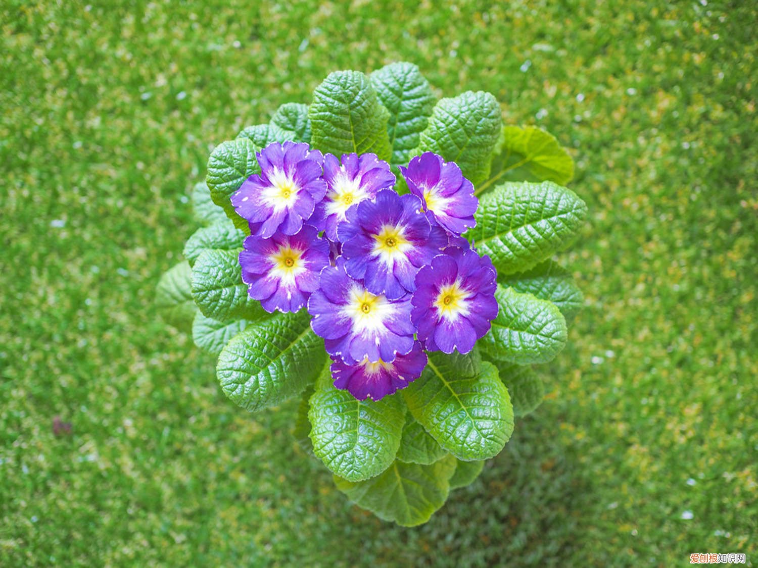 报春花怎么养活 报春花怎么养