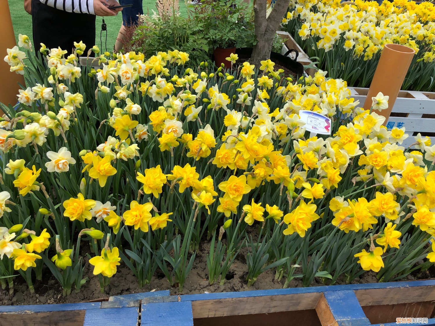 洋水仙的养殖方法土培 洋水仙水培的养殖方法，水培好还是种植好