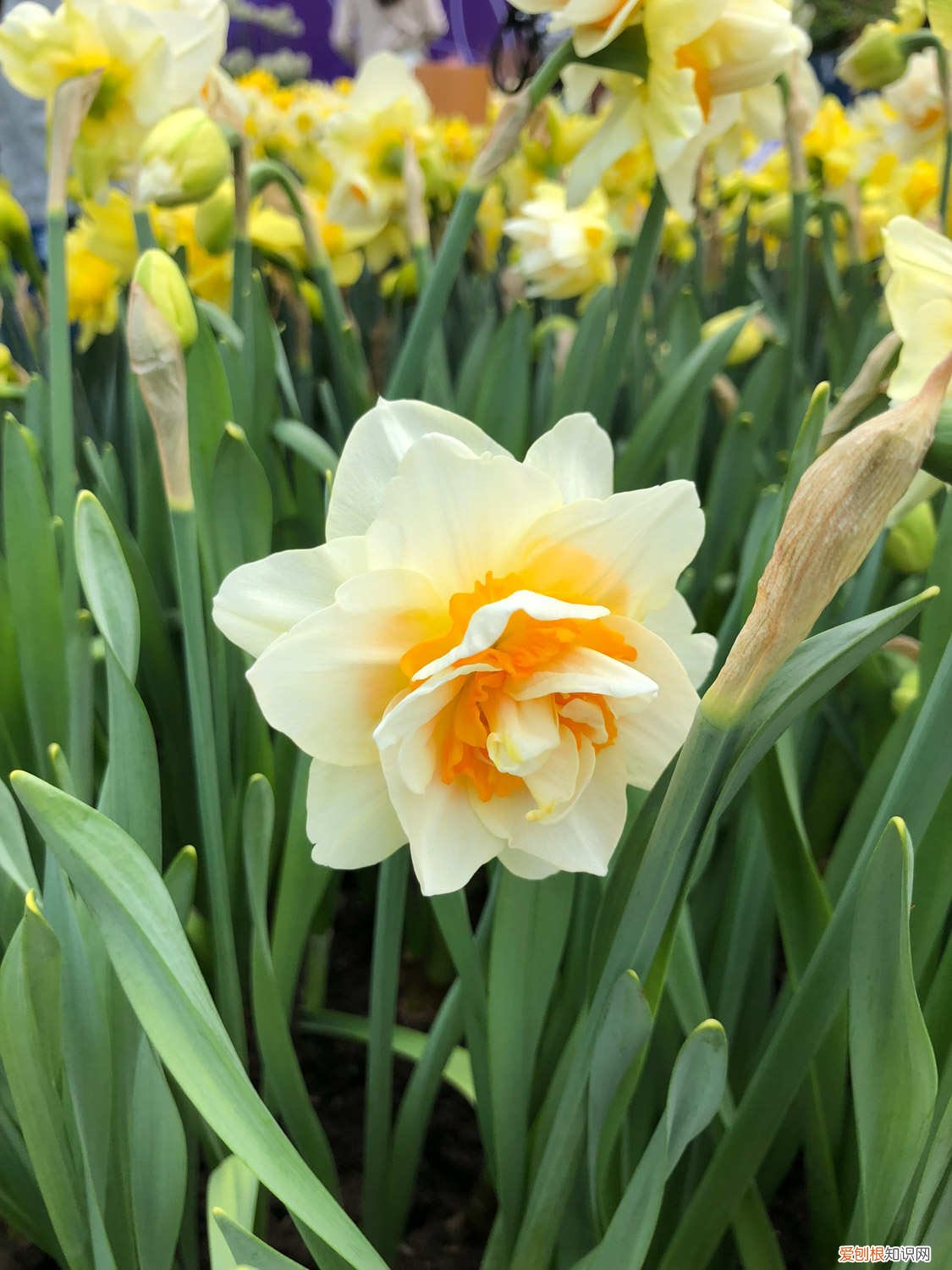 洋水仙的养殖方法土培 洋水仙水培的养殖方法，水培好还是种植好