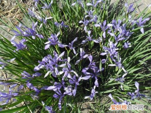 马莲子的功效与作用马莲种子可以种吗