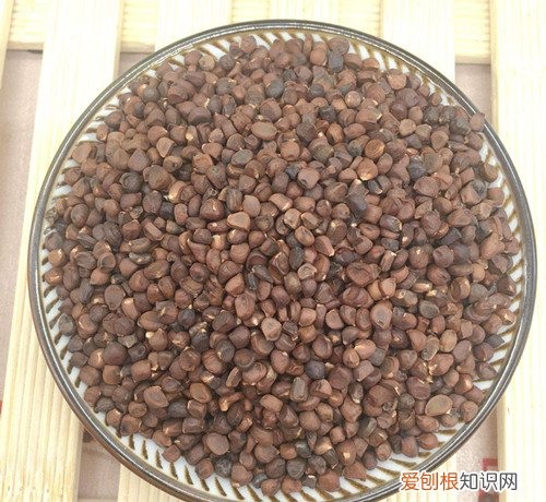 马莲子的功效与作用马莲种子可以种吗