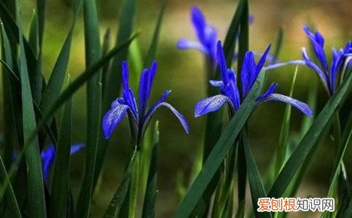 马莲子的功效与作用马莲种子可以种吗