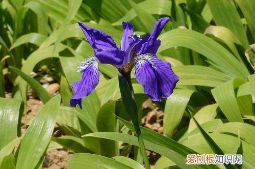 马莲子的功效与作用马莲种子可以种吗