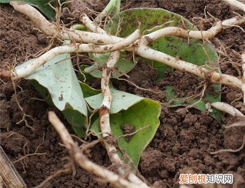 鱼腥草的功效与作用鱼腥草的禁忌以及副作用