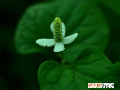 鱼腥草的功效与作用鱼腥草的禁忌以及副作用