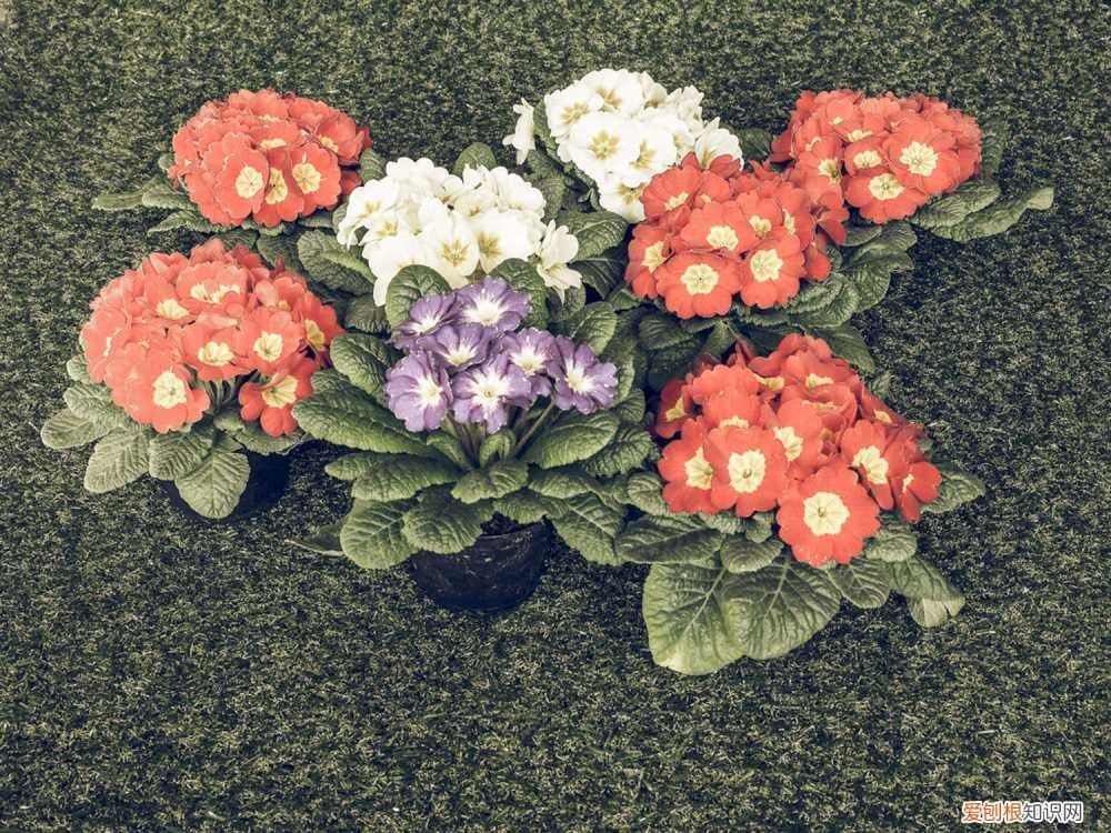 报春花是怎样繁殖的 报春花怎么种