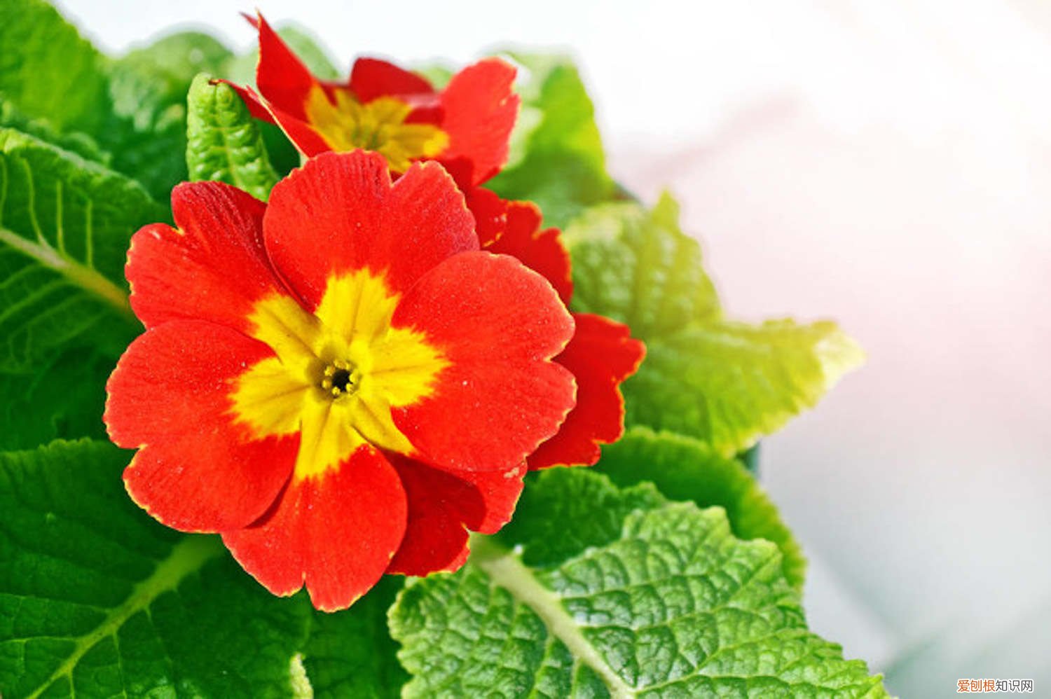 报春种子什么时候种 报春花什么时候播种