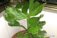 冬天用什么浇花最好 秋天来了，用啥浇花都不如“它”，养啥旺啥，花开的挡不住