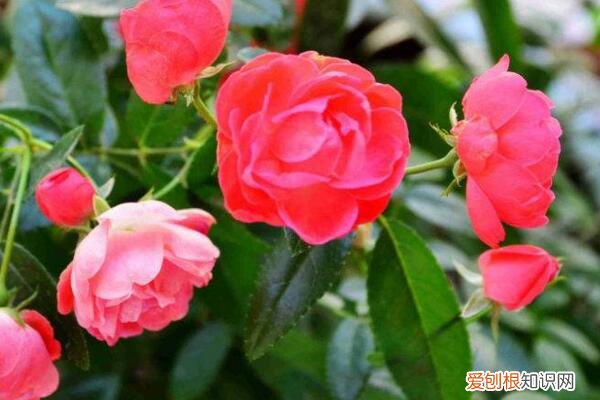 怎样施花肥花才开得好 施肥简单,可你真做对了吗?学会这个方法,爆盆开花更容易