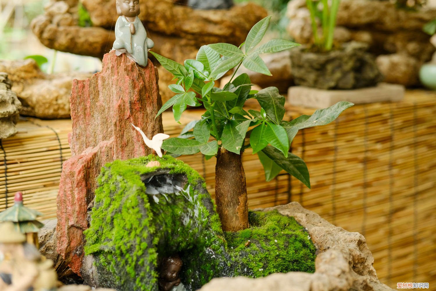 发财树可以直接种地上吗 发财树也能播种?1个果1根枝,多到阳台放不下!