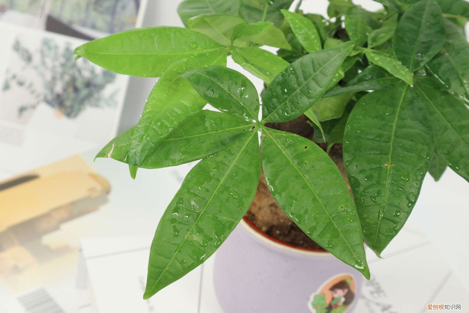 发财树可以直接种地上吗 发财树也能播种?1个果1根枝,多到阳台放不下!