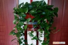 白醋兑水喷花叶有什么好处? 爱吃醋的5种花，兑水喷一喷，叶子变得绿油亮！