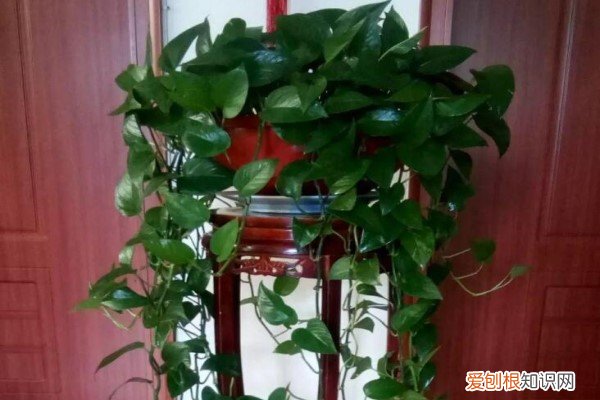 白醋兑水喷花叶有什么好处? 爱吃醋的5种花，兑水喷一喷，叶子变得绿油亮！