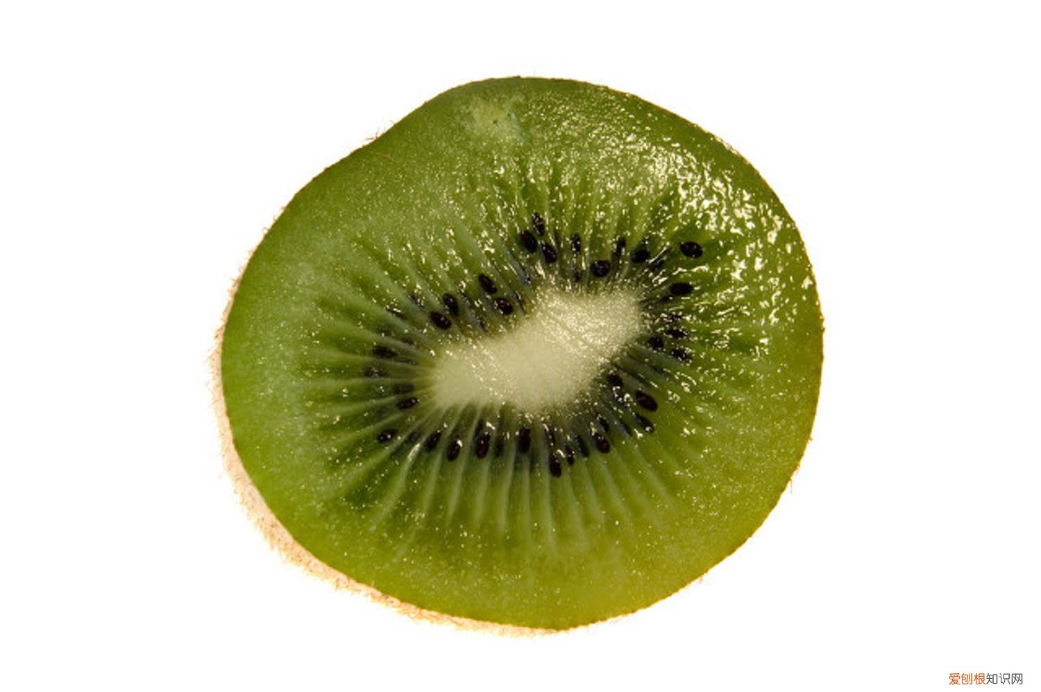 猕猴桃种子能长出猕猴桃吗 “猕猴桃”的种子扔水里,泡2天,长出的嫩叶成盆栽!