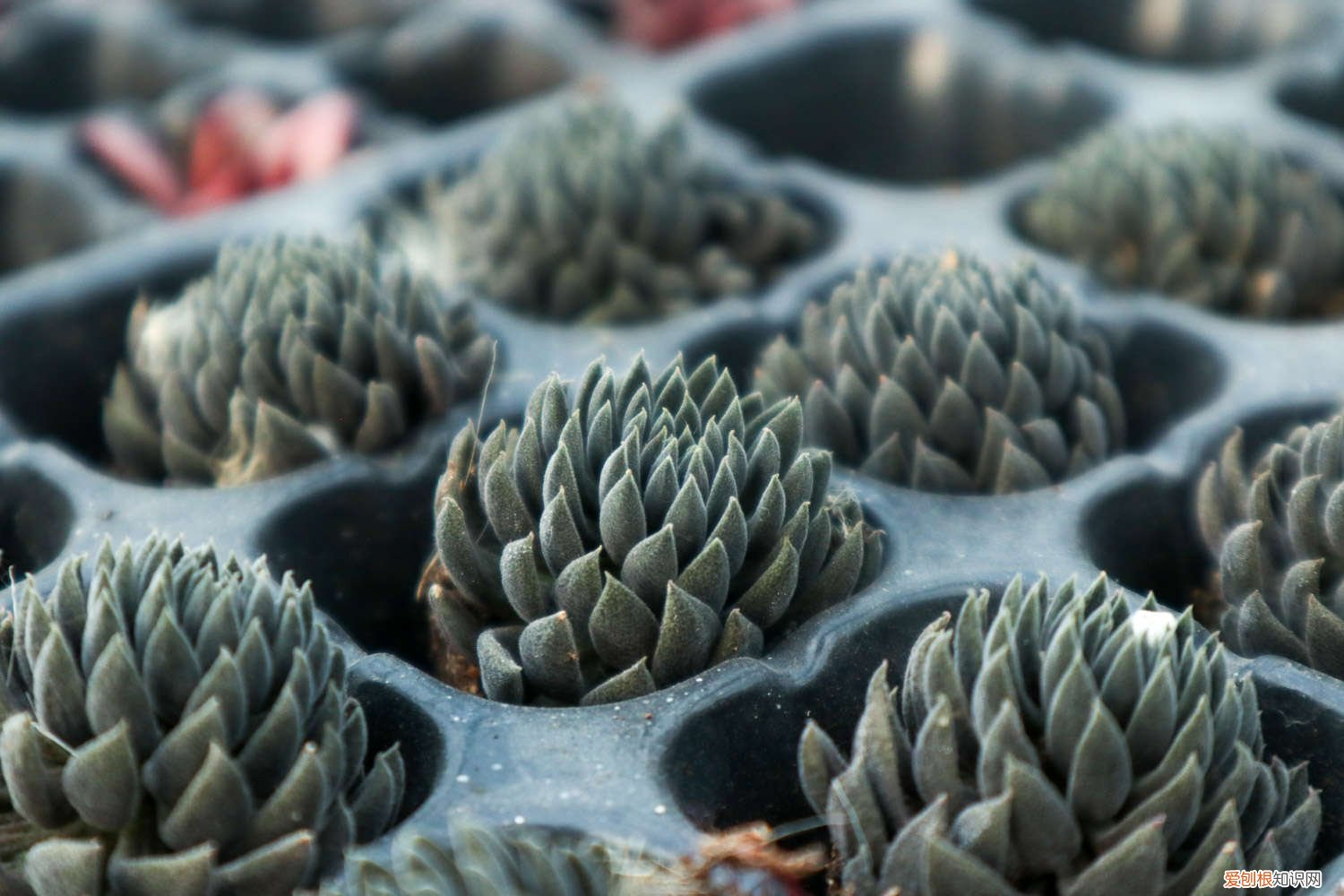 太阳晒的多肉叶片发软 多肉这么晒太阳，叶子圆润有光泽，爆盆也不难！